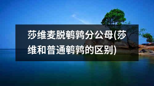 莎维麦脱鹌鹑分公母(莎维和普通鹌鹑的区别)