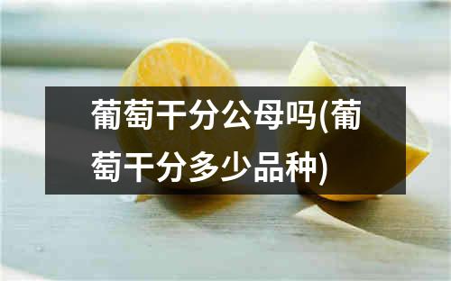 葡萄干分公母吗(葡萄干分多少品种)