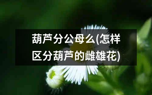 葫芦分公母么(怎样区分葫芦的雌雄花)