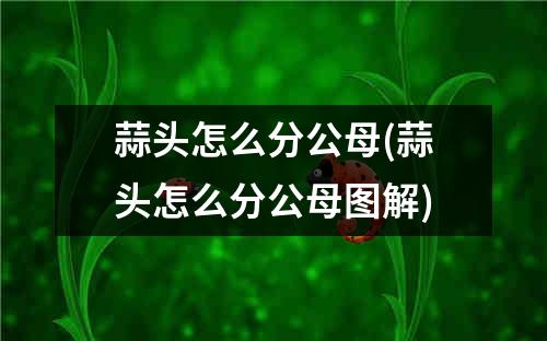 蒜头怎么分公母(蒜头怎么分公母图解)