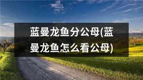 蓝曼龙鱼分公母(蓝曼龙鱼怎么看公母)