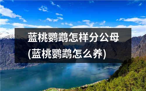 蓝桃鹦鹉怎样分公母(蓝桃鹦鹉怎么养)