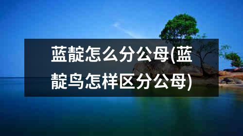 蓝靛怎么分公母(蓝靛鸟怎样区分公母)