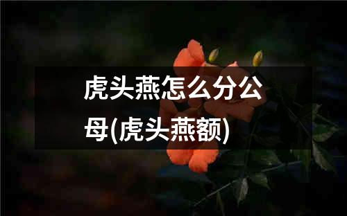 虎头燕怎么分公母(虎头燕额)