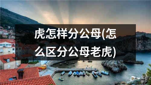 虎怎样分公母(怎么区分公母老虎)