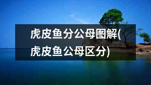 虎皮鱼分公母图解(虎皮鱼公母区分)