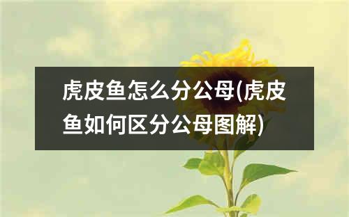 虎皮鱼怎么分公母(虎皮鱼如何区分公母图解)