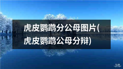 虎皮鹦鹉分公母图片(虎皮鹦鹉公母分辩)