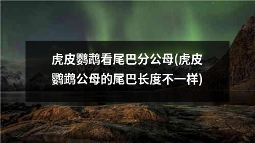 虎皮鹦鹉看尾巴分公母(虎皮鹦鹉公母的尾巴长度不一样)