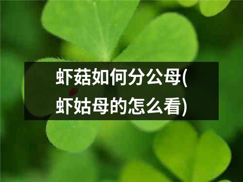 虾菇如何分公母(虾姑母的怎么看)