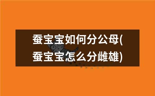 蚕宝宝如何分公母(蚕宝宝怎么分雌雄)