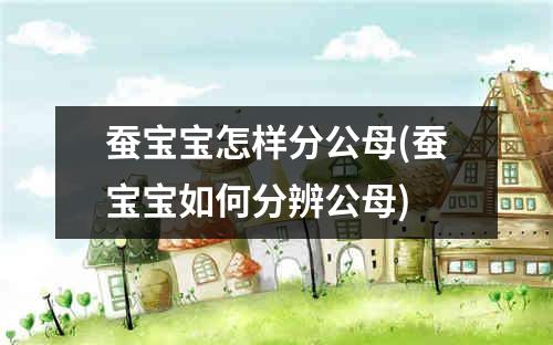 蚕宝宝怎样分公母(蚕宝宝如何分辨公母)