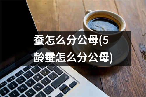 蚕怎么分公母(5龄蚕怎么分公母)