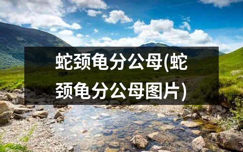 蛇颈龟分公母(蛇颈龟分公母图片)