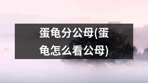 蛋龟分公母(蛋龟怎么看公母)