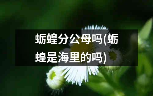 蛎蝗分公母吗(蛎蝗是海里的吗)