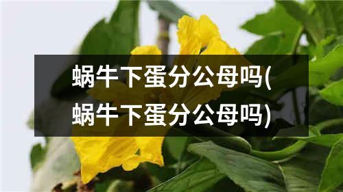 蜗牛下蛋分公母吗(蜗牛下蛋分公母吗)