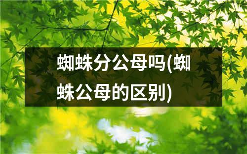 蜘蛛分公母吗(蜘蛛公母的区别)