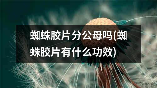 蜘蛛胶片分公母吗(蜘蛛胶片有什么功效)