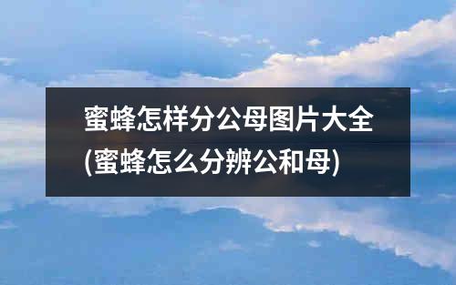 蜜蜂怎样分公母图片大全(蜜蜂怎么分辨公和母)