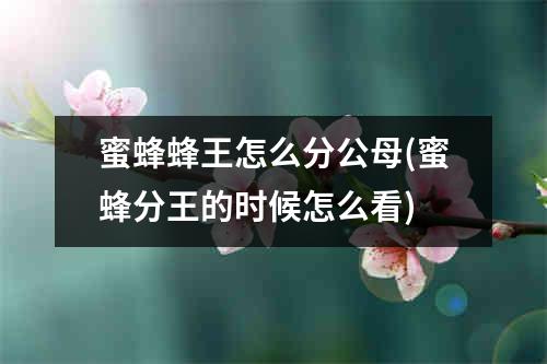 蜜蜂蜂王怎么分公母(蜜蜂分王的时候怎么看)