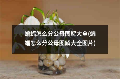 蝙蝠怎么分公母图解大全(蝙蝠怎么分公母图解大全图片)