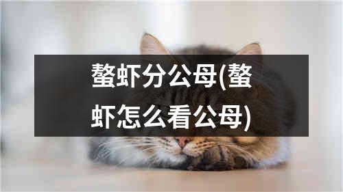 螯虾分公母(螯虾怎么看公母)