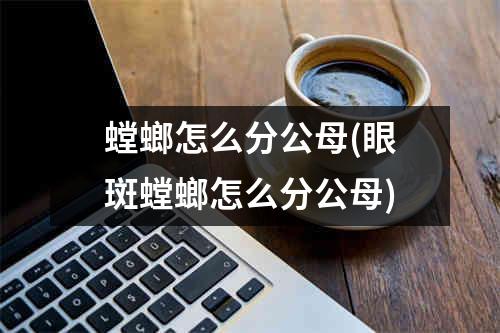 螳螂怎么分公母(眼斑螳螂怎么分公母)