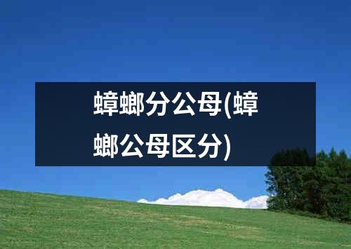 蟑螂分公母(蟑螂公母区分)