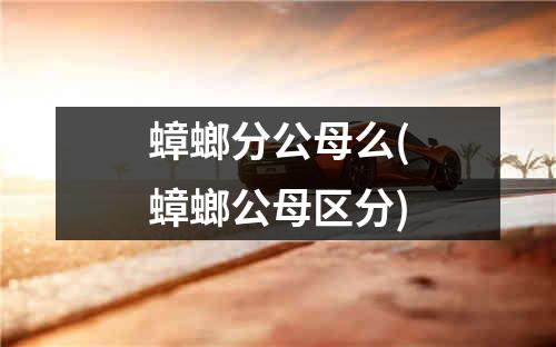 蟑螂分公母么(蟑螂公母区分)