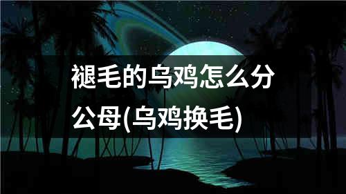 褪毛的乌鸡怎么分公母(乌鸡换毛)