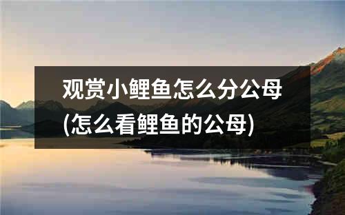 观赏小鲤鱼怎么分公母(怎么看鲤鱼的公母)