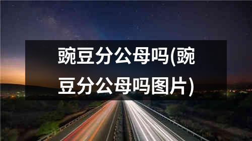 豌豆分公母吗(豌豆分公母吗图片)