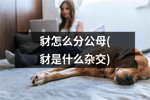 豺怎么分公母(豺是什么杂交)