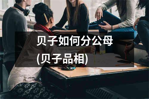 贝子如何分公母(贝子品相)