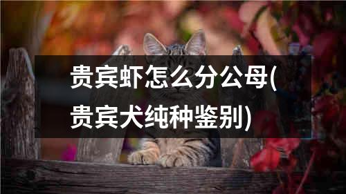 贵宾虾怎么分公母(贵宾犬纯种鉴别)