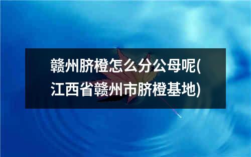 赣州脐橙怎么分公母呢(江西省赣州市脐橙基地)