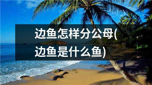 边鱼怎样分公母(边鱼是什么鱼)