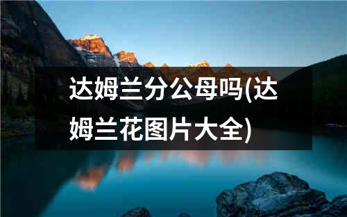 达姆兰分公母吗(达姆兰花图片大全)