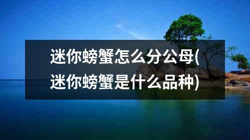 迷你螃蟹怎么分公母(迷你螃蟹是什么品种)