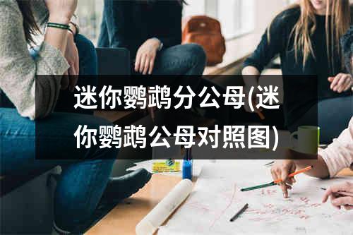 迷你鹦鹉分公母(迷你鹦鹉公母对照图)