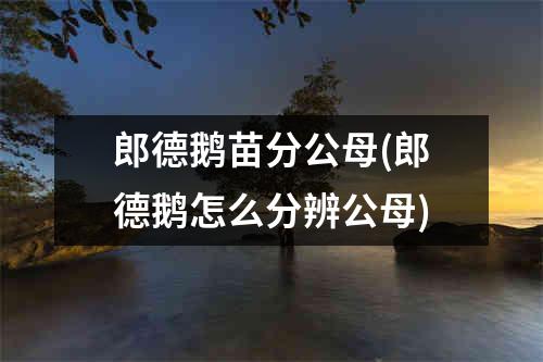 郎德鹅苗分公母(郎德鹅怎么分辨公母)