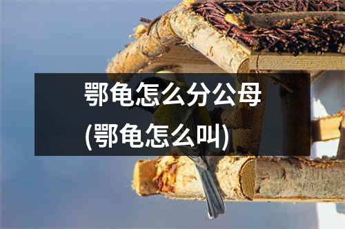 鄂龟怎么分公母(鄂龟怎么叫)