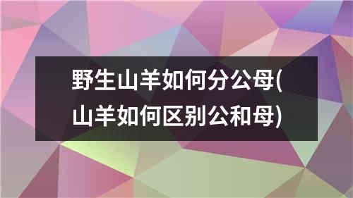 野生山羊如何分公母(山羊如何区别公和母)