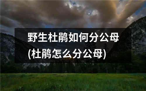 野生杜鹃如何分公母(杜鹃怎么分公母)