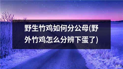 野生竹鸡如何分公母(野外竹鸡怎么分辨下蛋了)