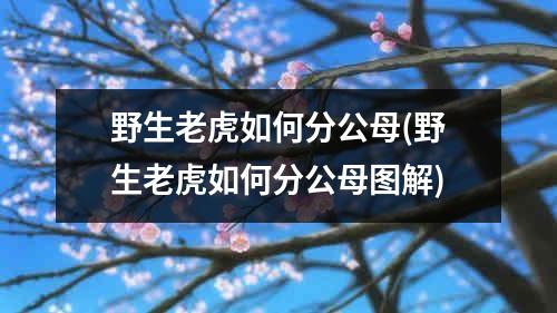 野生老虎如何分公母(野生老虎如何分公母图解)