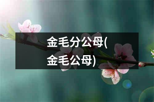 金毛分公母(金毛公母)