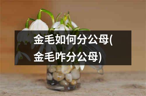 金毛如何分公母(金毛咋分公母)