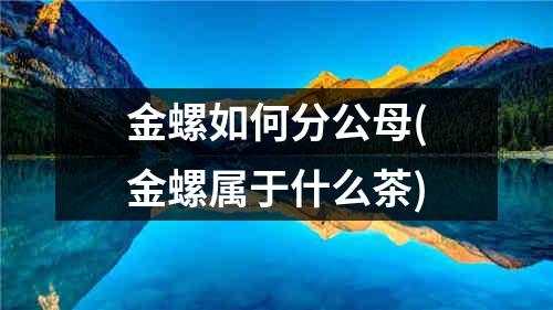 金螺如何分公母(金螺属于什么茶)